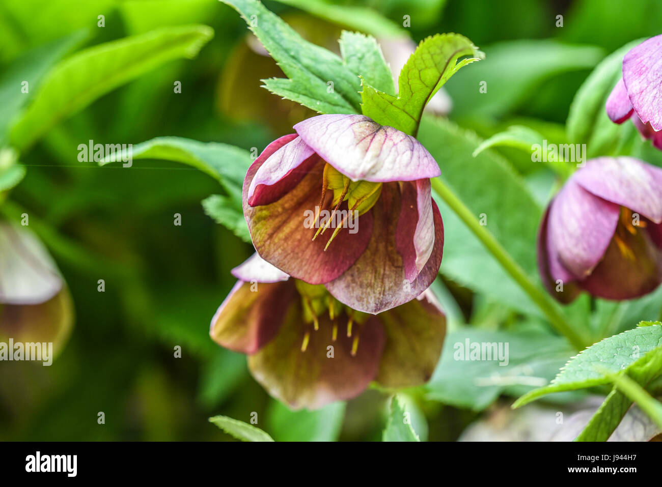 Helleborus orientalis fleurit dans un jardin, au printemps. Banque D'Images