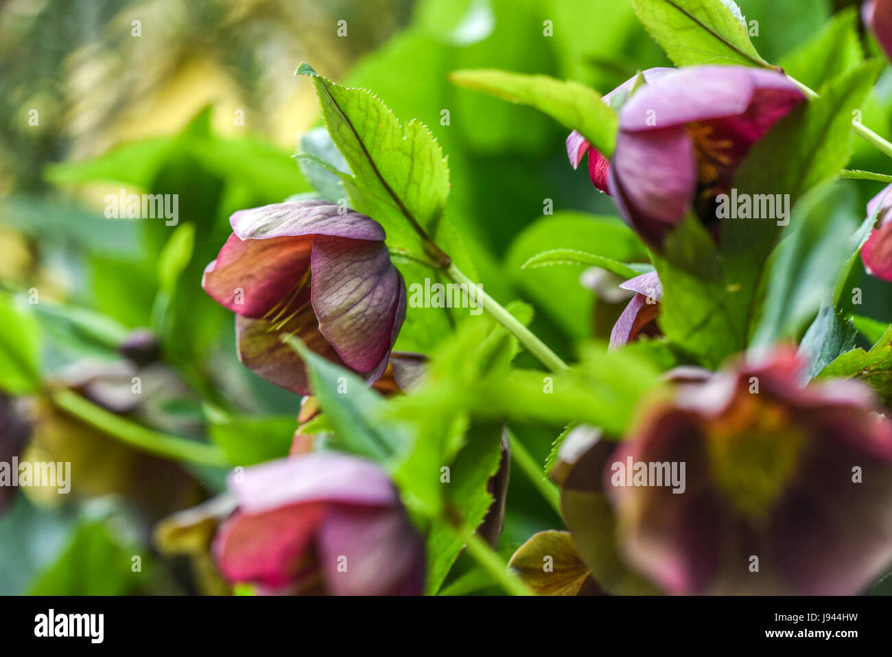 Helleborus orientalis fleurit dans un jardin, au printemps. Banque D'Images