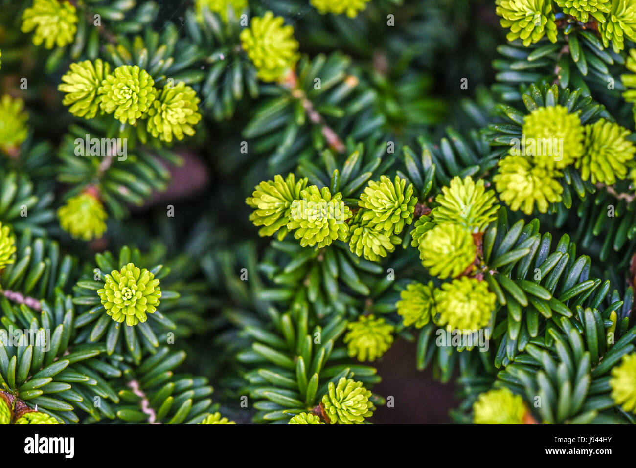 Sapin de Corée dans un jardin en fleurs, au printemps. Banque D'Images