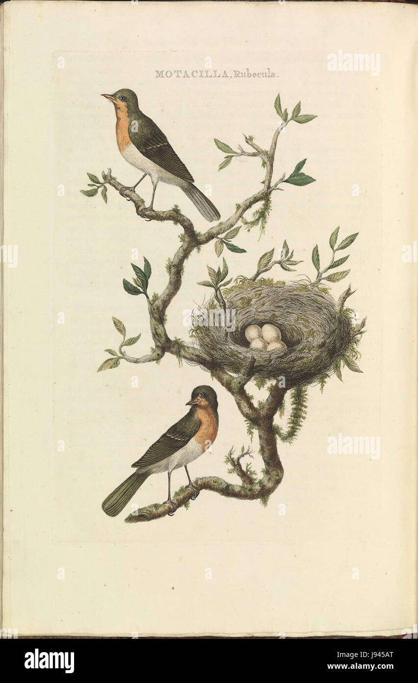 Cette illustration de Nederlandsche Vogelen représente Erithacus rubecula, communément appelé le Robin européen. Le travail met en évidence les caractéristiques et le comportement de l'oiseau dans son habitat naturel. Banque D'Images