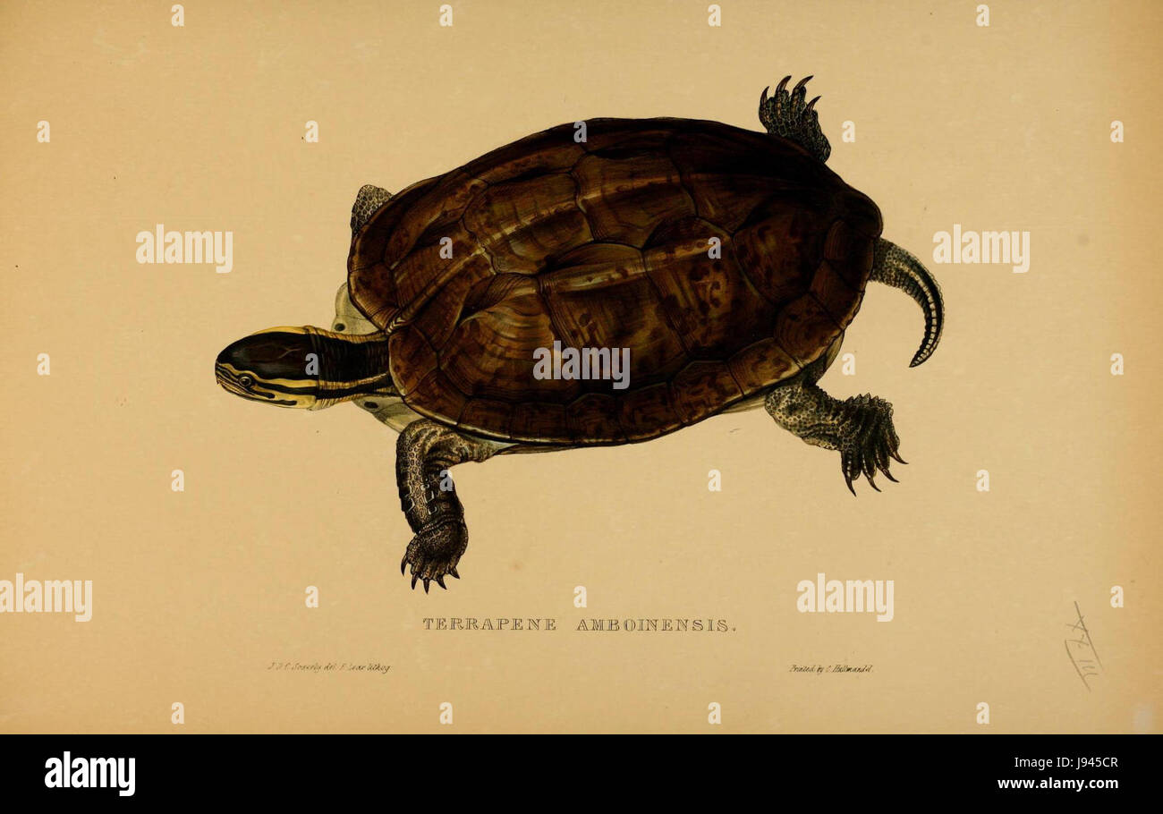 Le titre fait référence à une illustration ou à une documentation de l'espèce Cuora amboinensis, un type de tortue d'eau douce, tirée des travaux de Sowerby et Lear en 1872. Cette espèce est connue pour sa coquille à motifs distinctifs. Banque D'Images