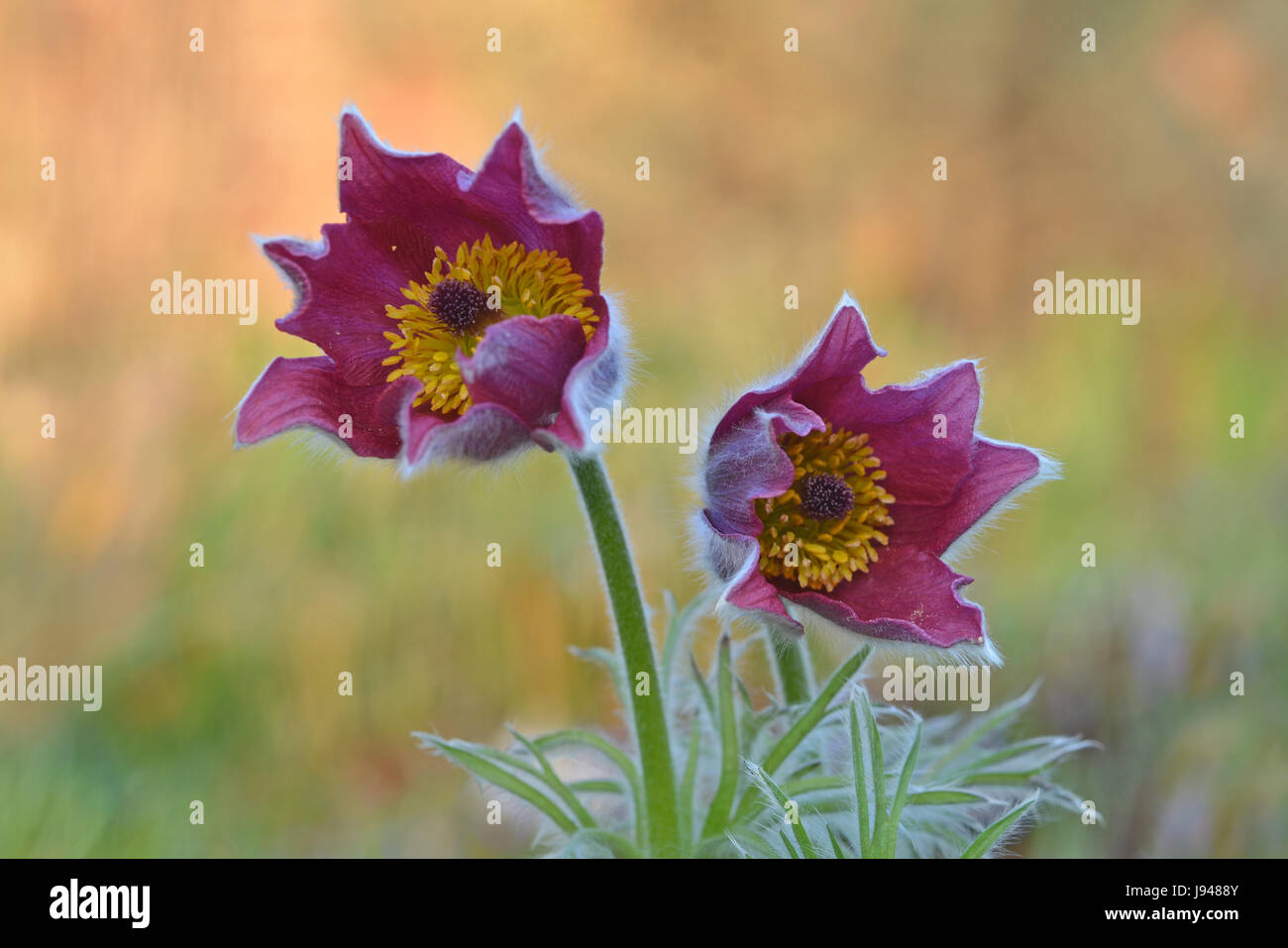 Bleu, Shine, brille, lumineux, Lucent, léger, serein, lumineux, fleur, plante, Banque D'Images