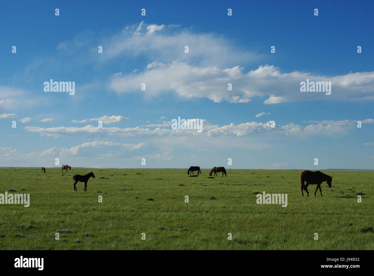 Chevaux sauvages dans la grande prairie ouverte,Wyoming Banque D'Images