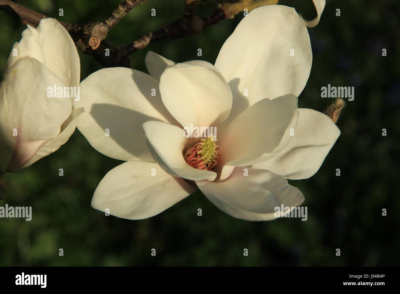 magnolienblte Banque D'Images