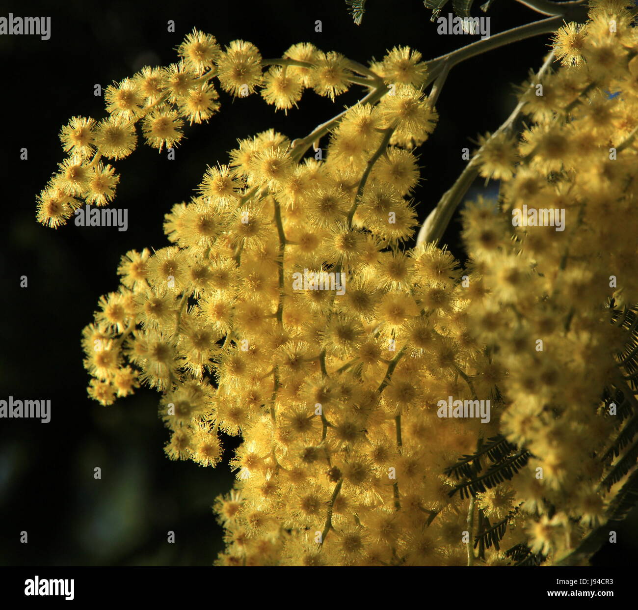 Acacia en fleurs d'argent Banque D'Images