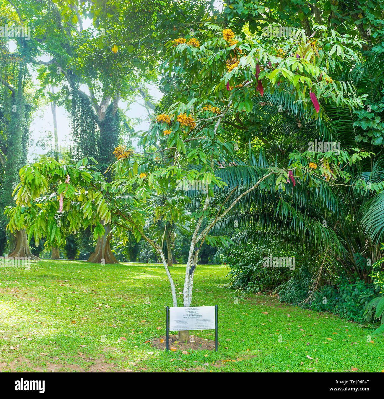 PERADENIYA, SRI LANKA - le 28 novembre 2016 : Jaune saraca arbre a été planté par le cosmonaute soviétique Youri Gagarine, le 28 novembre à Peradeniya Banque D'Images