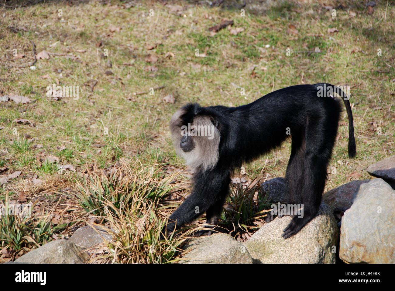 Monkey, noir, de teint basané, jetblack, noir profond, barbe, gris, gris, de l'eau, des pierres, Banque D'Images