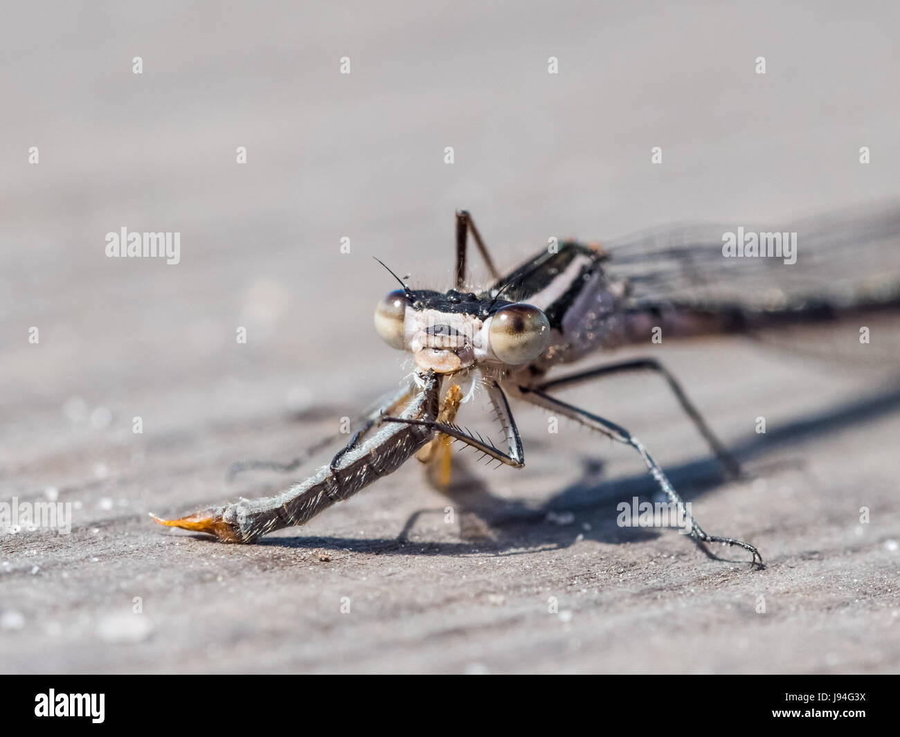 Demoiselle à queue bleu fraîchement émergés d'Ischnura elegans) (sur l'alimentation, de manger une volée de grues Banque D'Images