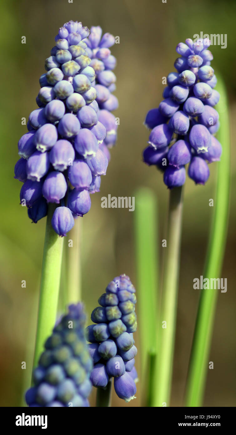 Bleu, macro, portrait, macro, admission vue en gros, bowingbells, jacinthe, Banque D'Images