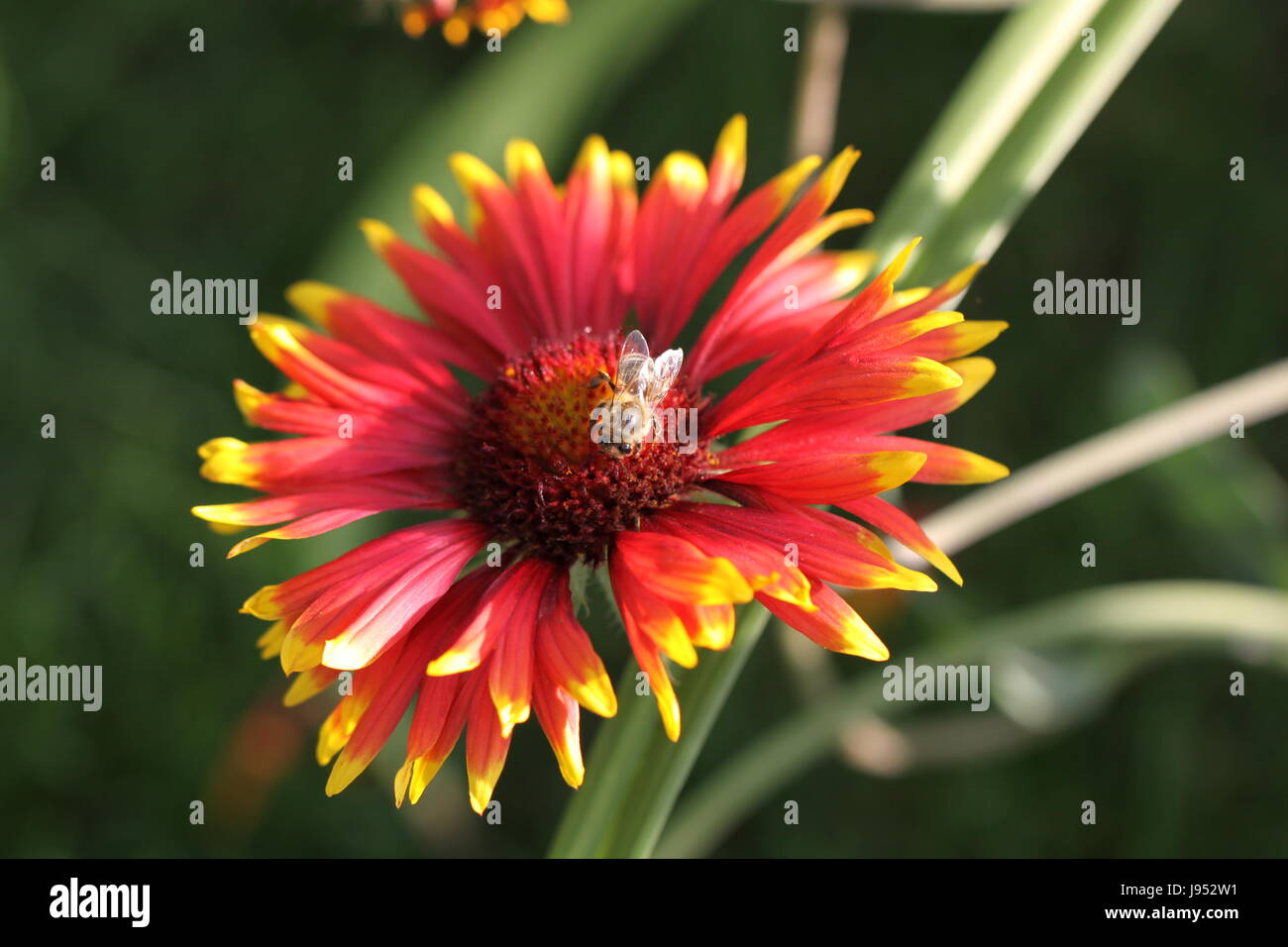 Blanket Gaillardia aristata Banque D'Images