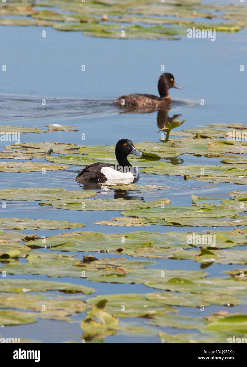 Fuligule morillon couple 2017 zones humides à Ekeby Banque D'Images