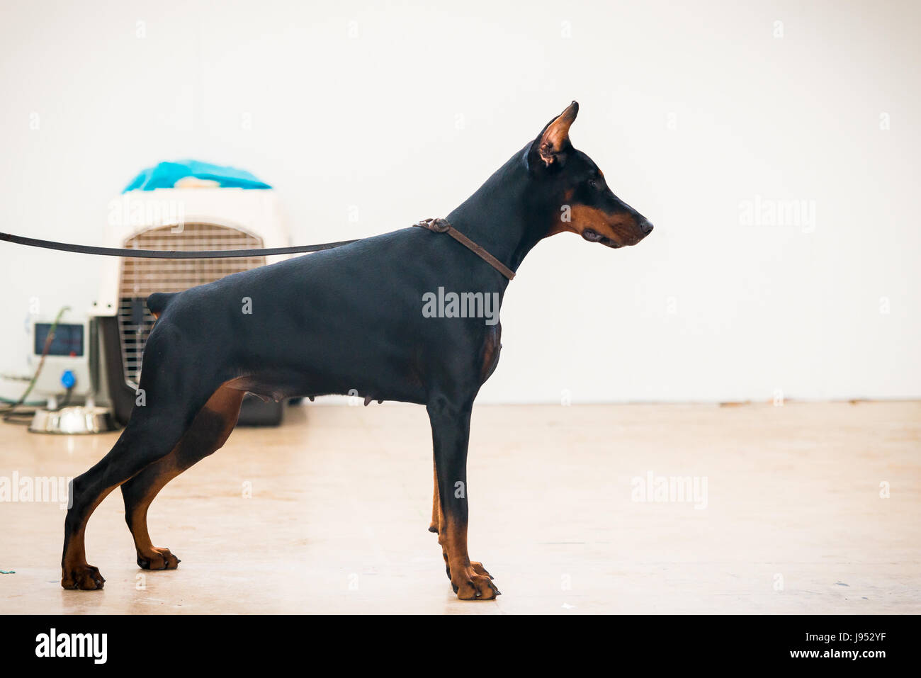 Standing doberman pinscher Banque de photographies et d’images à haute résolution Alamy