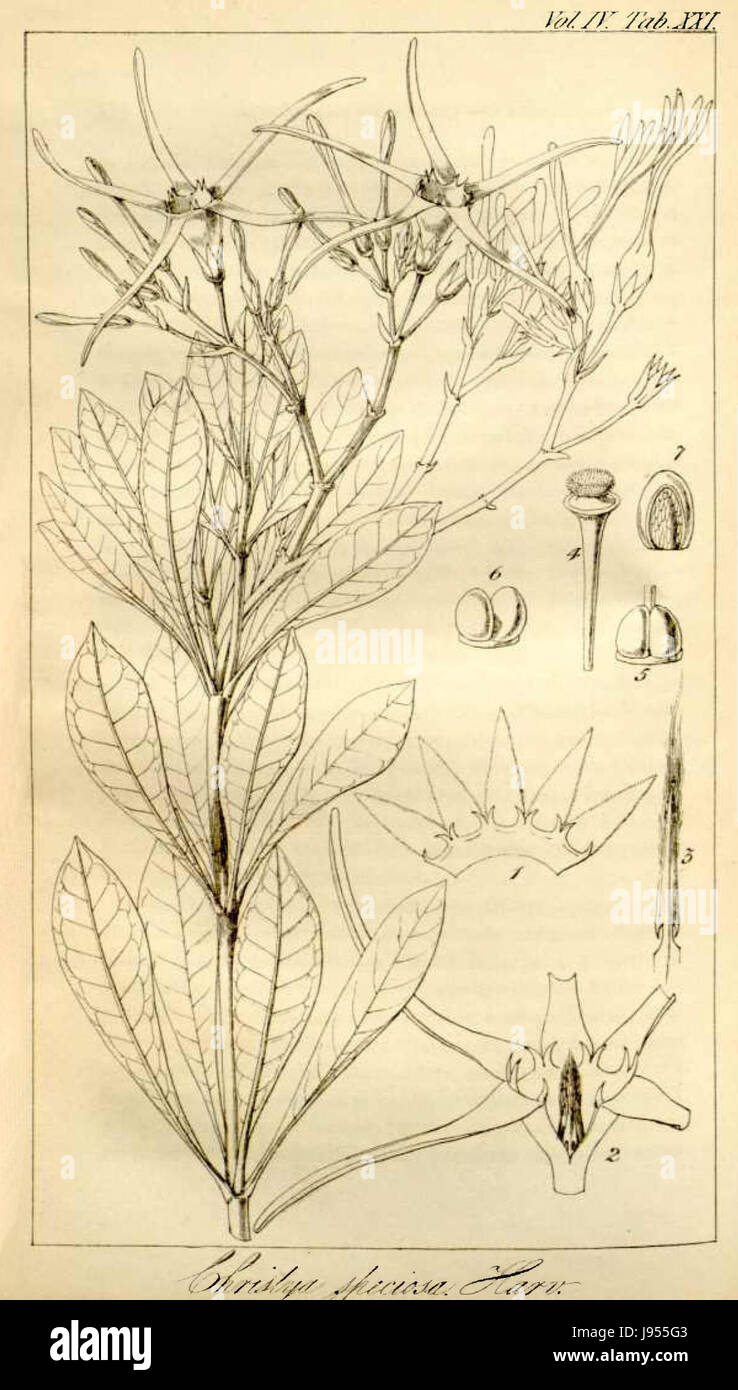*Strophanthus speciosus* est une espèce végétale connue pour ses propriétés médicinales. Il est originaire de l'Afrique tropicale et a été étudié pour son utilisation en médecine traditionnelle, en particulier pour ses glycosides cardiaques qui peuvent traiter les affections cardiaques. Banque D'Images *Strophanthus speciosus* est une espèce végétale connue pour ses propriétés médicinales. Il est originaire de l'Afrique tropicale et a été étudié pour son utilisation en médecine traditionnelle, en particulier pour ses glycosides cardiaques qui peuvent traiter les affections cardiaques. Banque D'Images