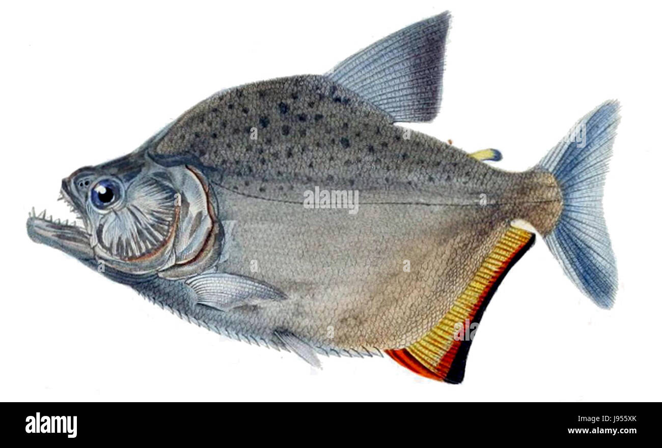 Serrasalmus marginatus Banque D'Images Serrasalmus marginatus Banque D'Images