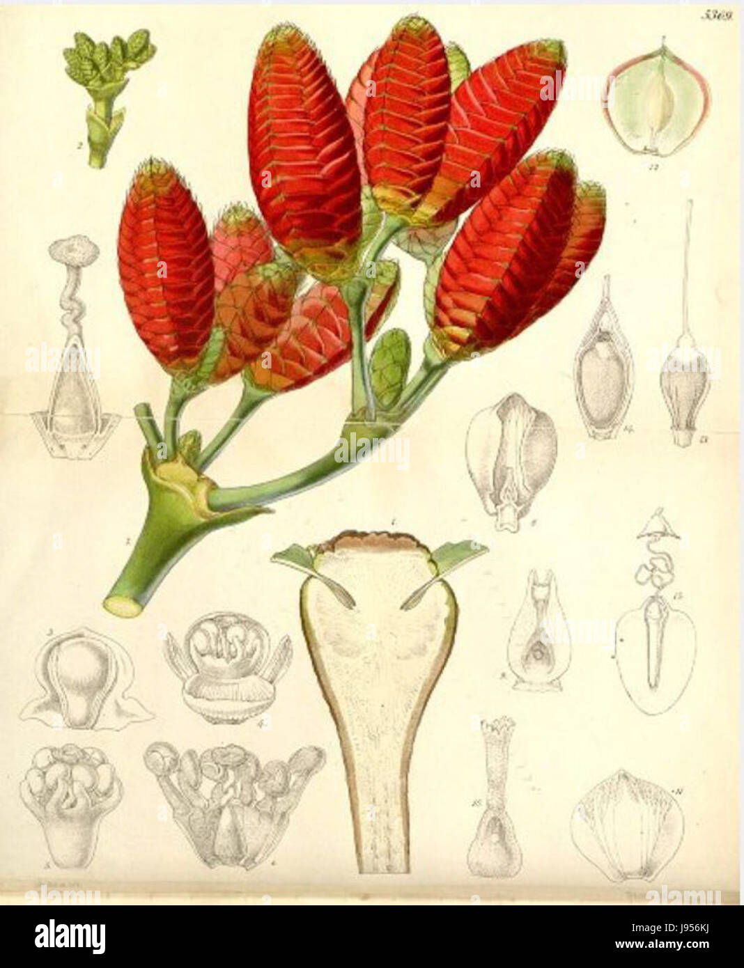 Welwitschia mirabilis00 Banque D'Images