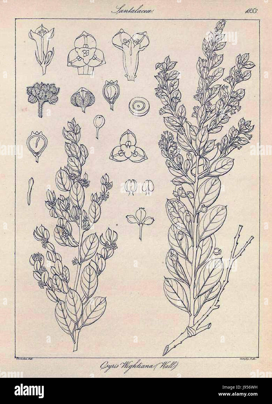Osyris lanceolata est une espèce végétale originaire de certaines parties de l’Afrique et de la Méditerranée. Il est connu pour ses propriétés médicinales et est couramment utilisé dans les remèdes traditionnels à base de plantes. Banque D'Images Osyris lanceolata est une espèce végétale originaire de certaines parties de l’Afrique et de la Méditerranée. Il est connu pour ses propriétés médicinales et est couramment utilisé dans les remèdes traditionnels à base de plantes. Banque D'Images