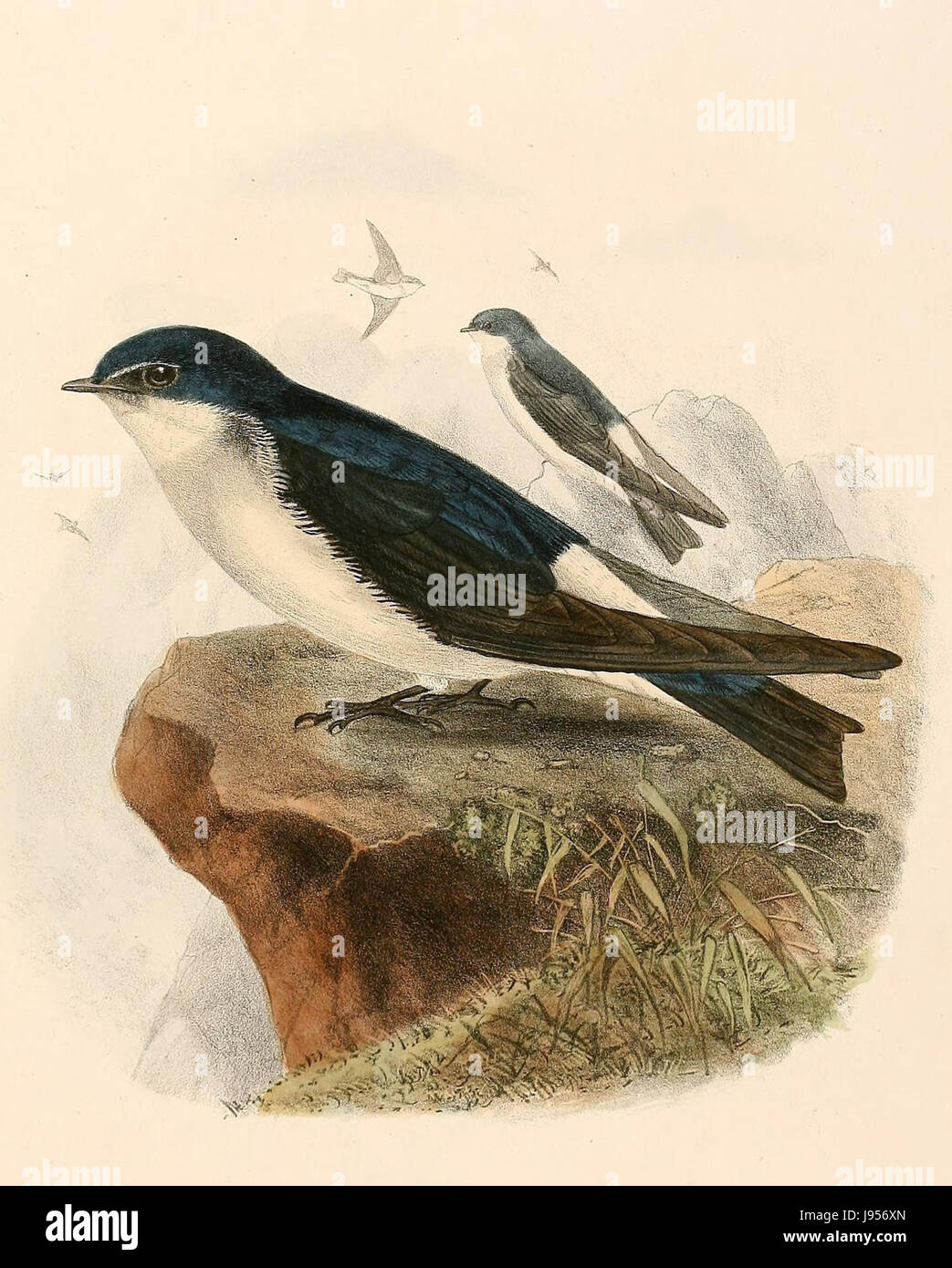 Tachycineta leucopyga 1894 Banque D'Images