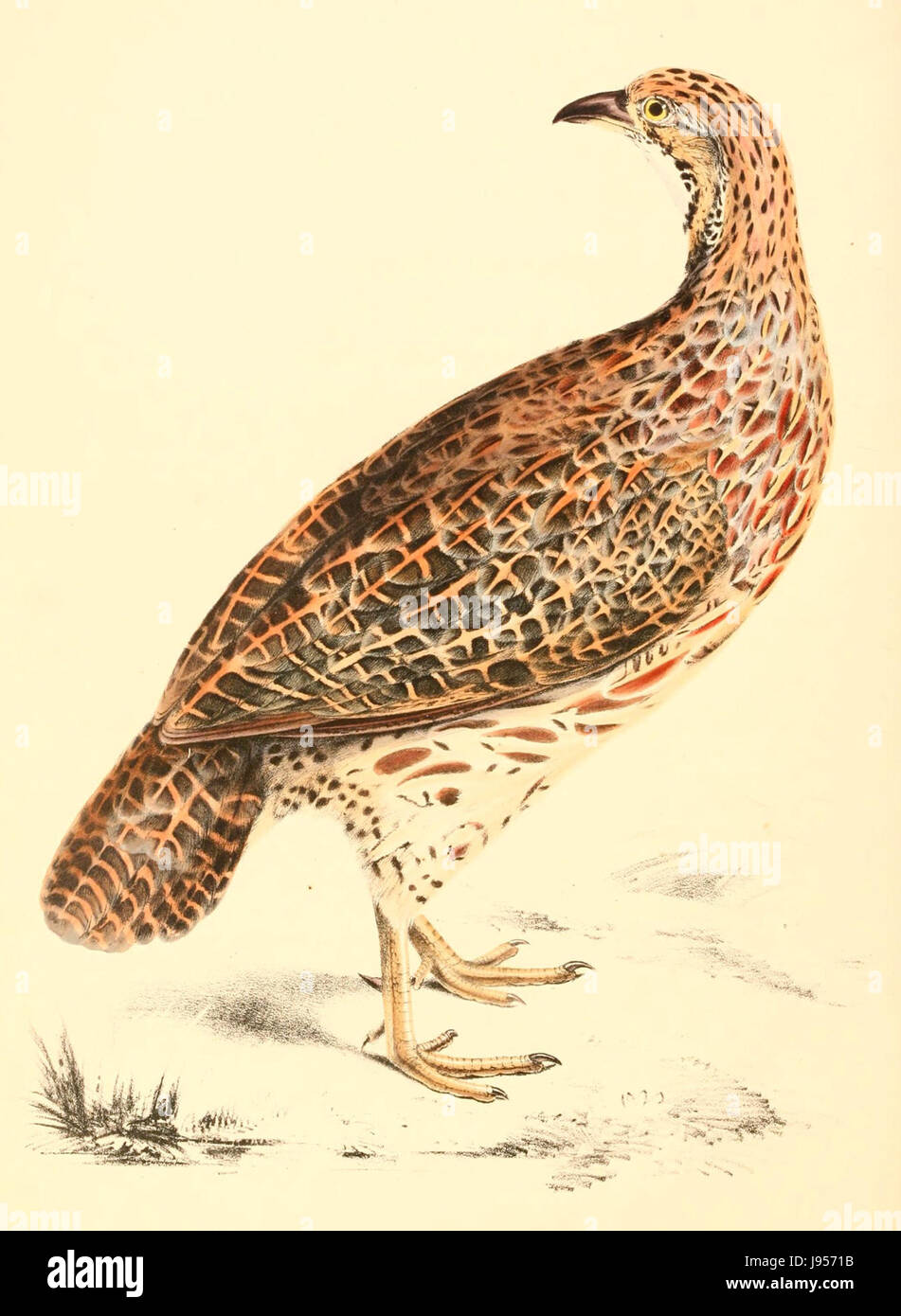 Scleroptila levaillantoides homme 1838 Banque D'Images