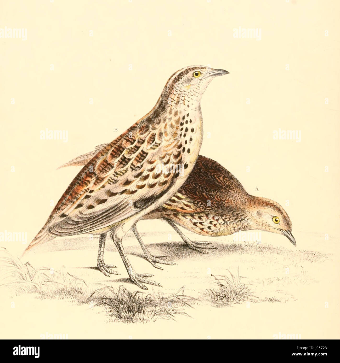 Turnix sylvaticus 1838 lepurana Banque D'Images