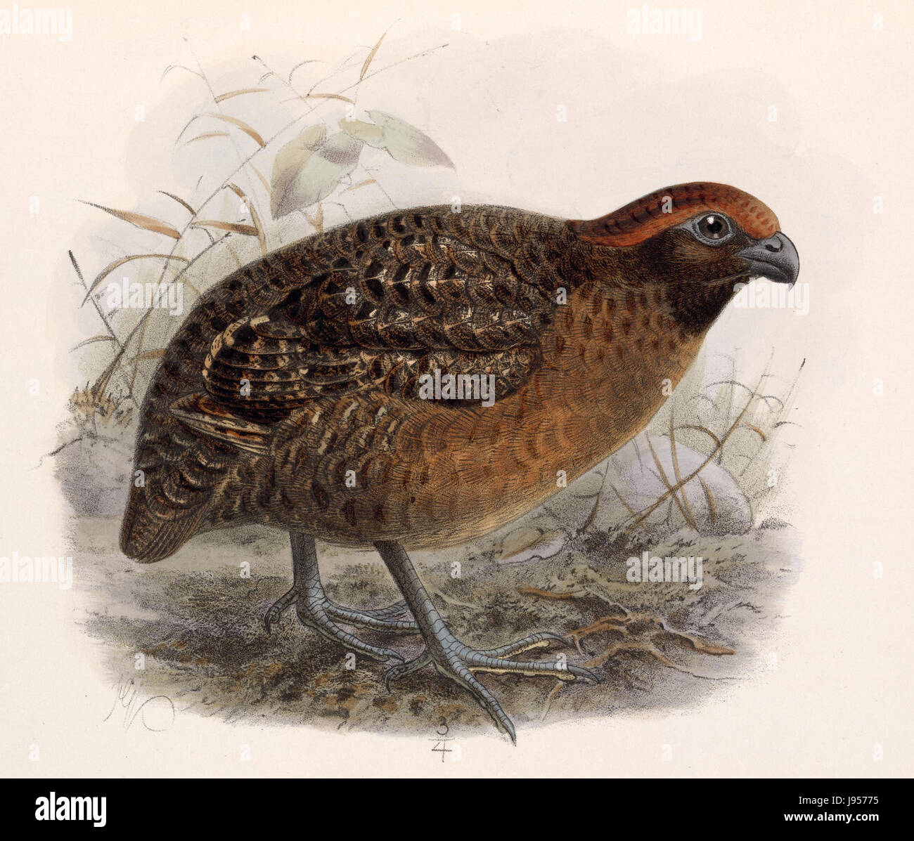 Odontophorus melanotis, connue sous le nom de caille de bois à oreilles noires, est une espèce de caille trouvée en Amérique centrale. Cette image représente probablement l'oiseau dans son habitat naturel, soulignant ses caractéristiques distinctives et son apparence. Banque D'Images