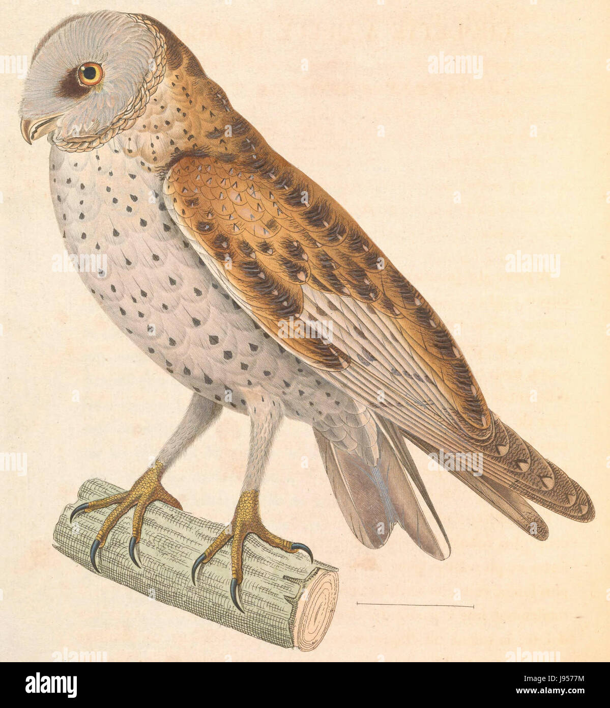 Tyto alba, communément connu sous le nom de chouette grange, est une espèce de chouette connue pour son visage distinctif en forme de cœur. La date 1838 fait probablement référence à une observation ou à une description documentée précoce de l'espèce. Banque D'Images Tyto alba, communément connu sous le nom de chouette grange, est une espèce de chouette connue pour son visage distinctif en forme de cœur. La date 1838 fait probablement référence à une observation ou à une description documentée précoce de l'espèce. Banque D'Images