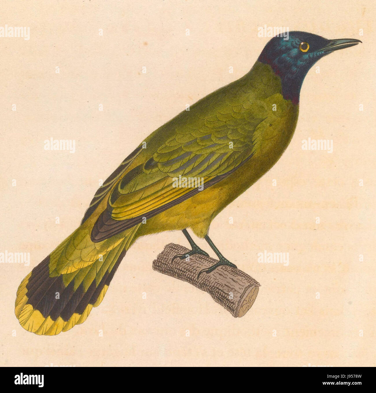 Pycnonotus atriceps 1838 Banque D'Images