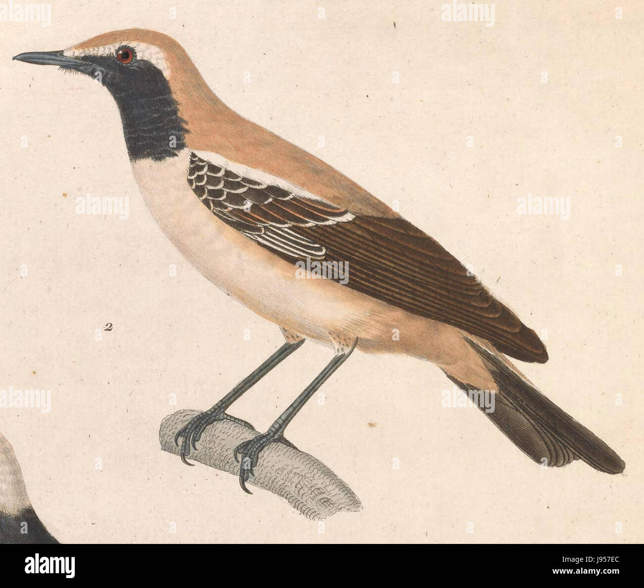 Oenanthe déserti est une espèce végétale qui a été documentée en 1838. Il appartient au genre Oenanthe, connu pour ses plantes aquatiques et semi-aquatiques. Cette espèce particulière se trouve dans les régions désertiques ou arides. Banque D'Images