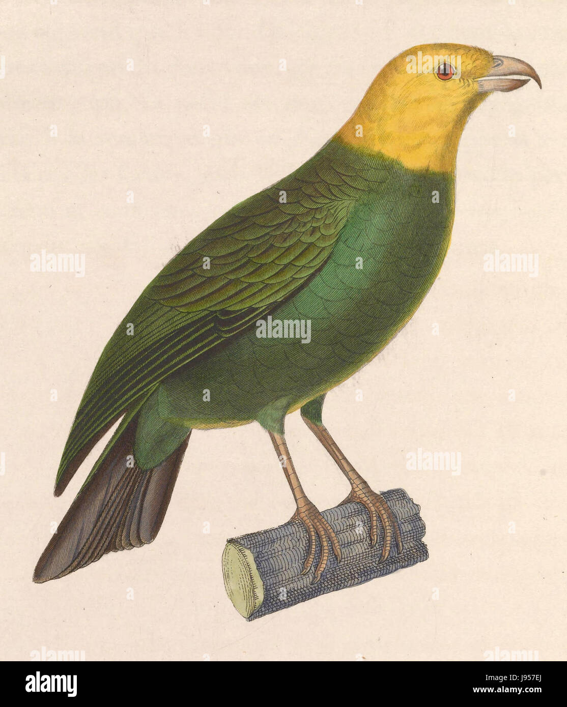 Une illustration botanique de 1838 de *Psittirostra psittacea*, une espèce d'oiseau de la famille des finch, montrant ses caractéristiques distinctives et ses motifs de couleurs. Banque D'Images