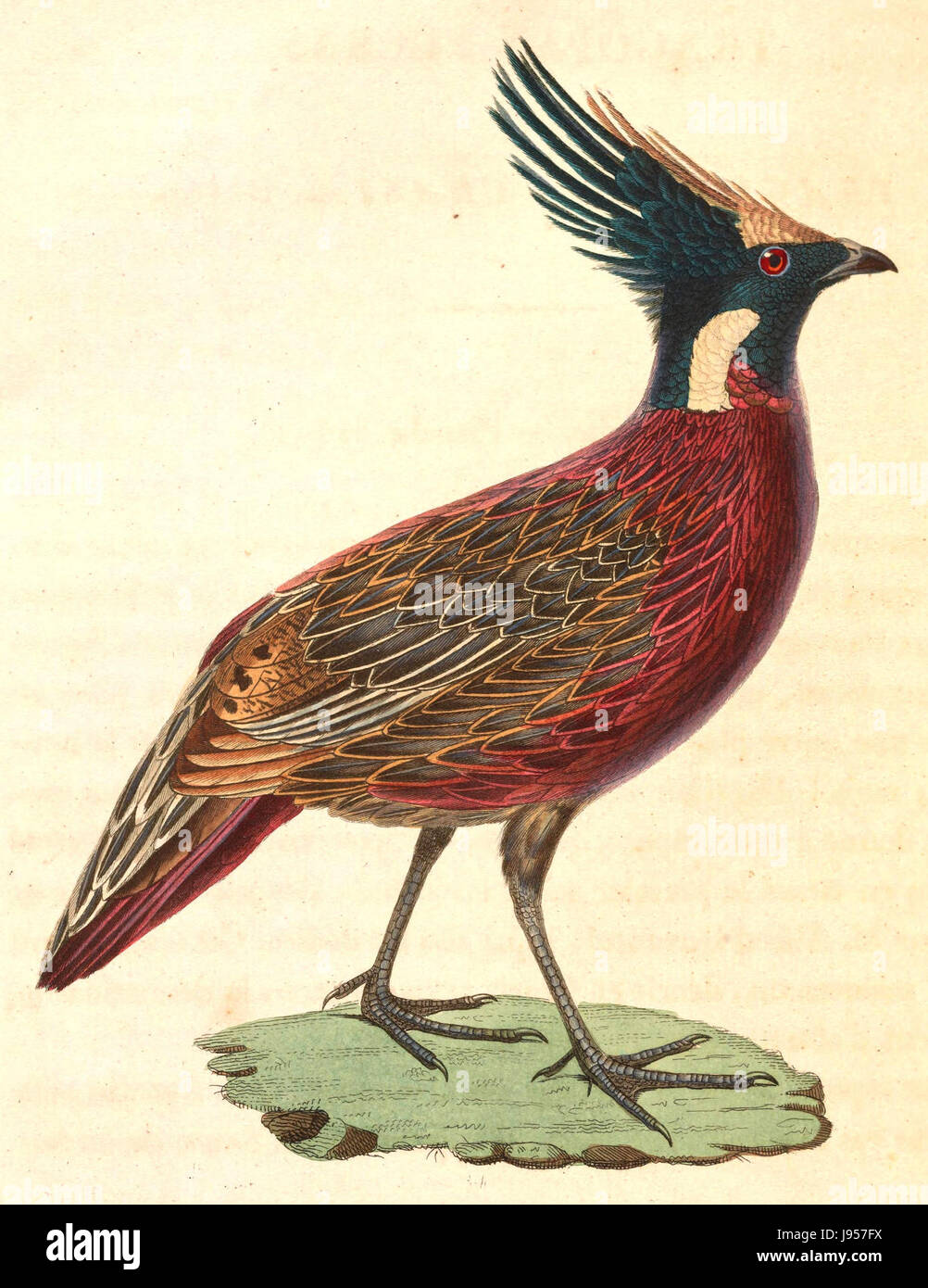 Pucrasia macrolopha 1838 Banque D'Images