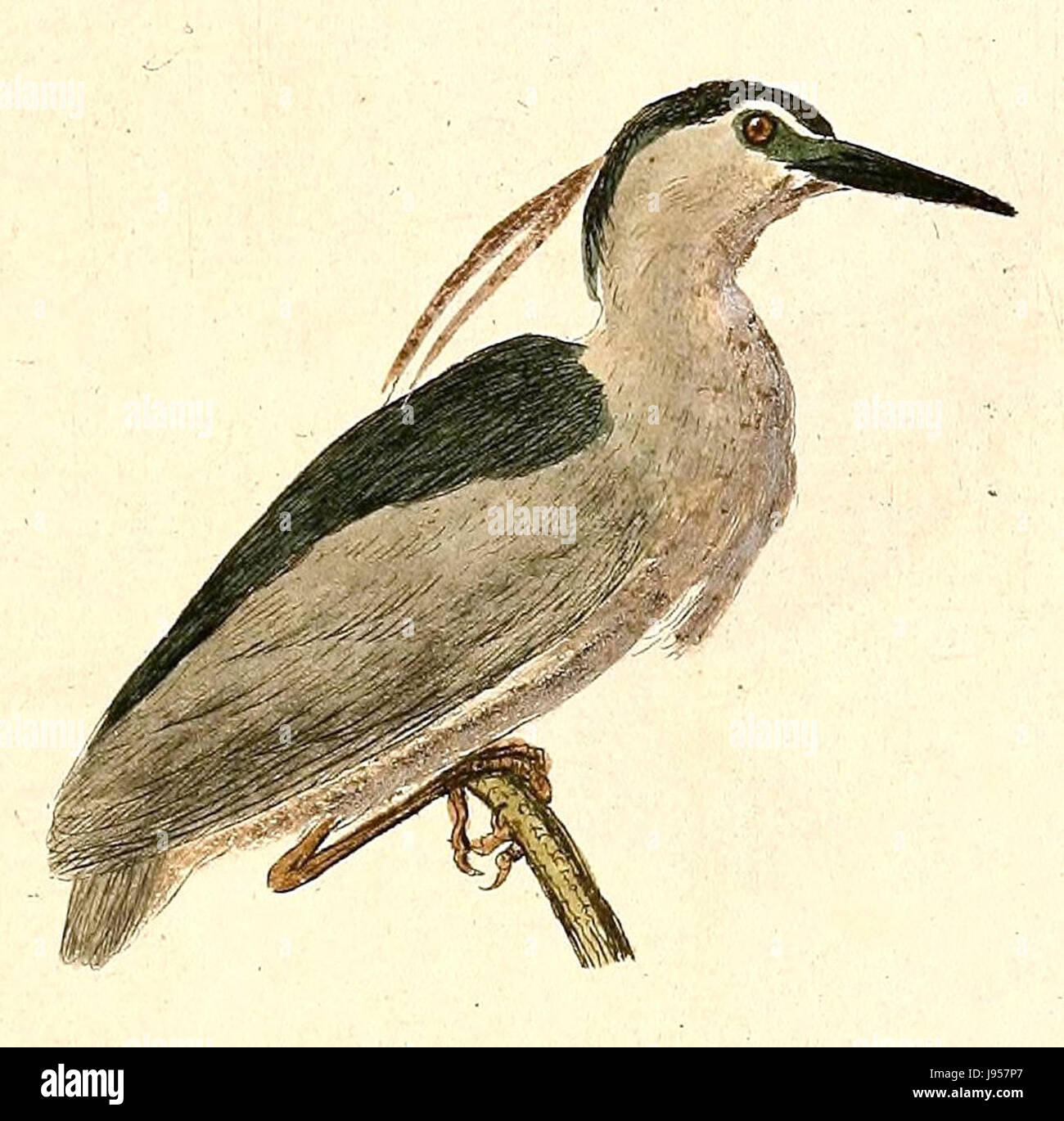 Nycticorax le nycticorax, également connu sous le nom de héron de nuit à couronne noire, est un échassier de taille moyenne que l'on trouve dans diverses régions. Il est connu pour sa couronne noire distinctive et son corps blanc. Cet oiseau chasse généralement la nuit et est commun dans les milieux humides, les rivières et les zones côtières. Banque D'Images