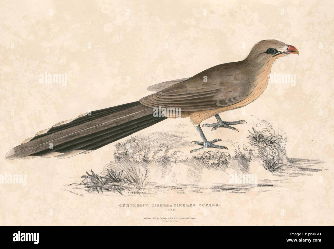 Sirkee Phaenicophaeus leschenaultii Hardwicke Banque D'Images