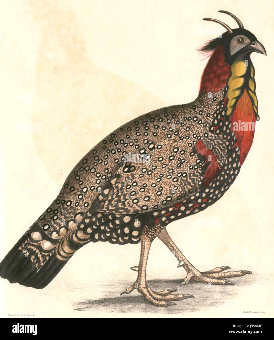 Tragopan melanocephalus Hardwicke mâles adultes Banque D'Images