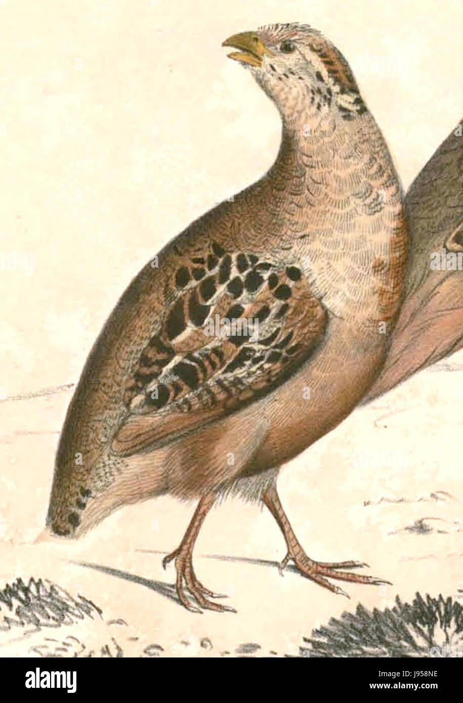 Perdicula asiatica Hardwicke Banque D'Images