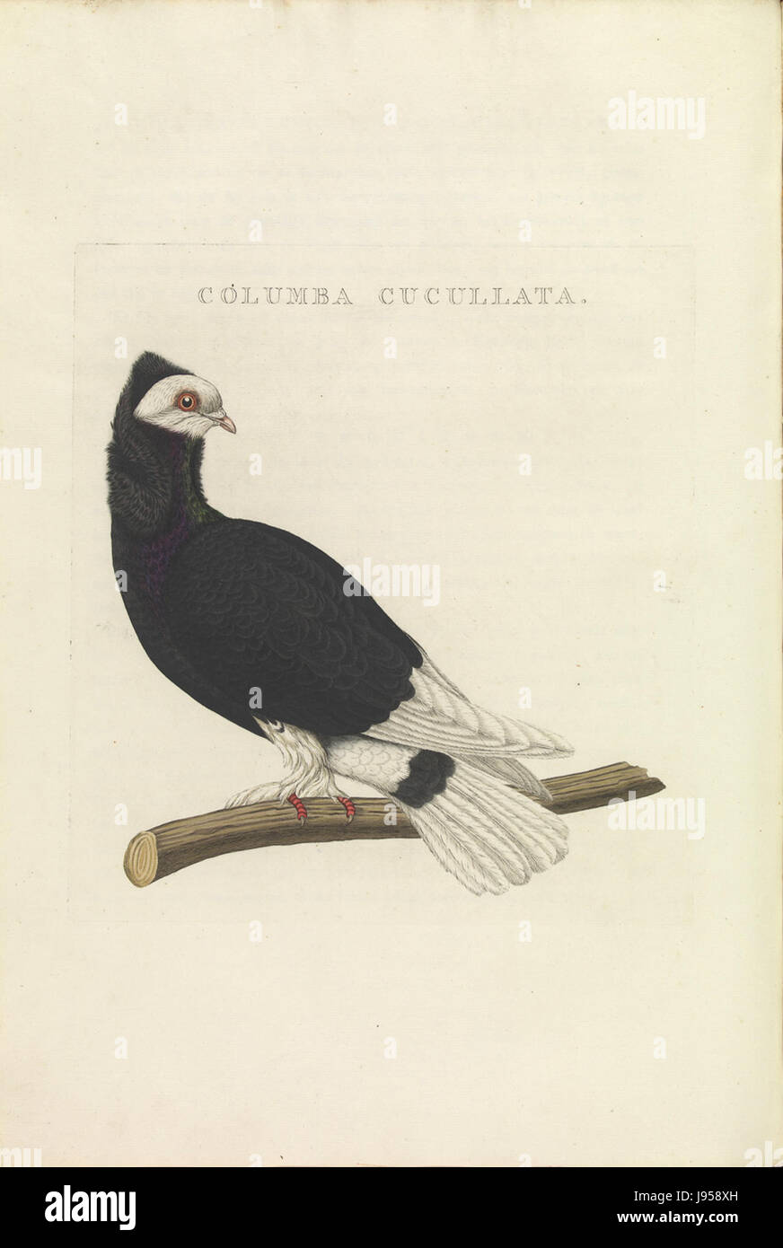 Cette illustration de la série 'Nederlandsche Vogelen' montre Columba Livia, communément connu sous le nom de pigeon rocheux, une espèce d'oiseau commune aux pays-Bas. Banque D'Images