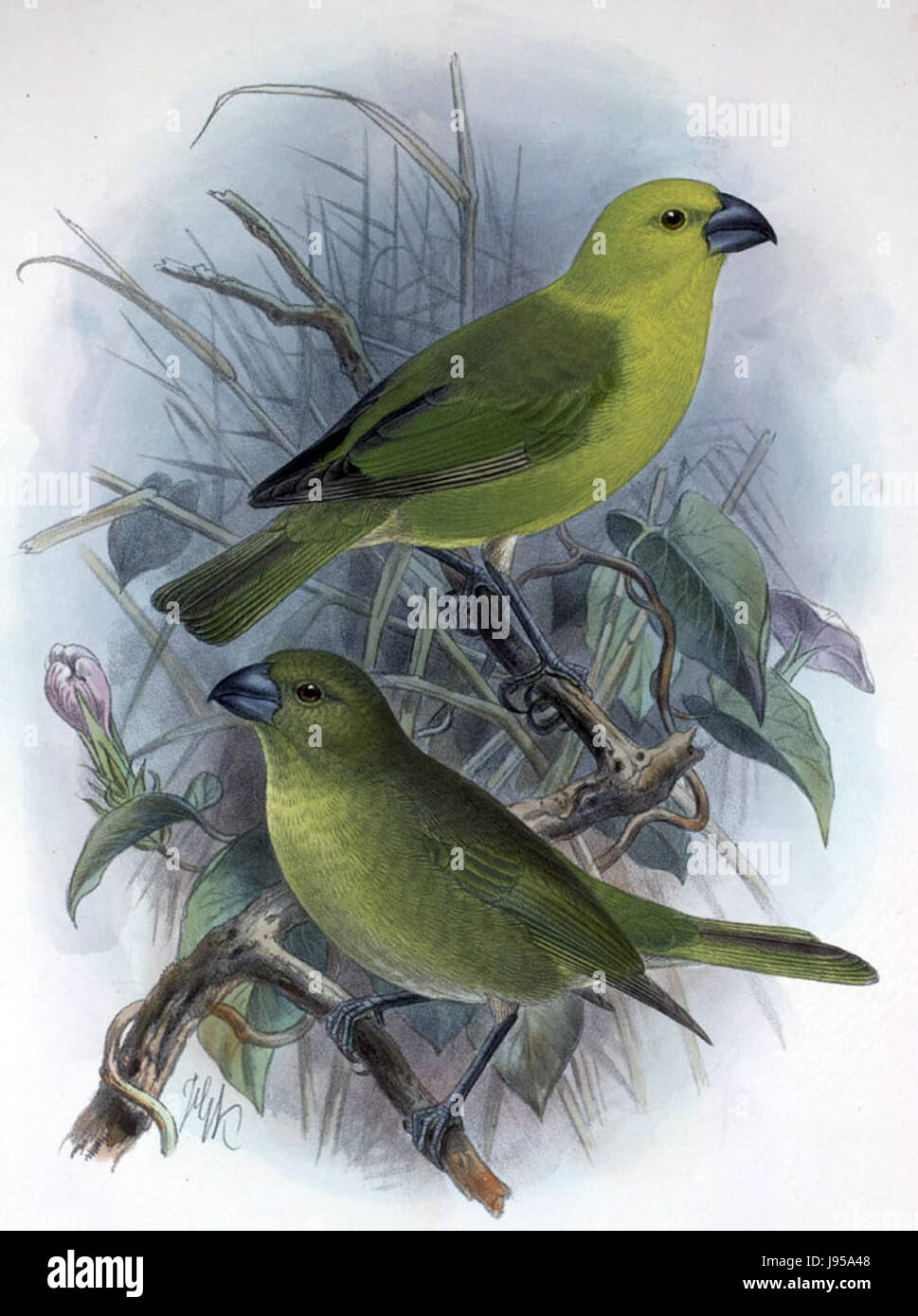 Telespiza flaviceps est une espèce d'oiseau de la famille des Emberizidae. Il est communément connu sous le nom de guirlande à gorge jaune, originaire de certaines parties de l'Asie de l'est, où il habite les prairies et les zones ouvertes. Banque D'Images