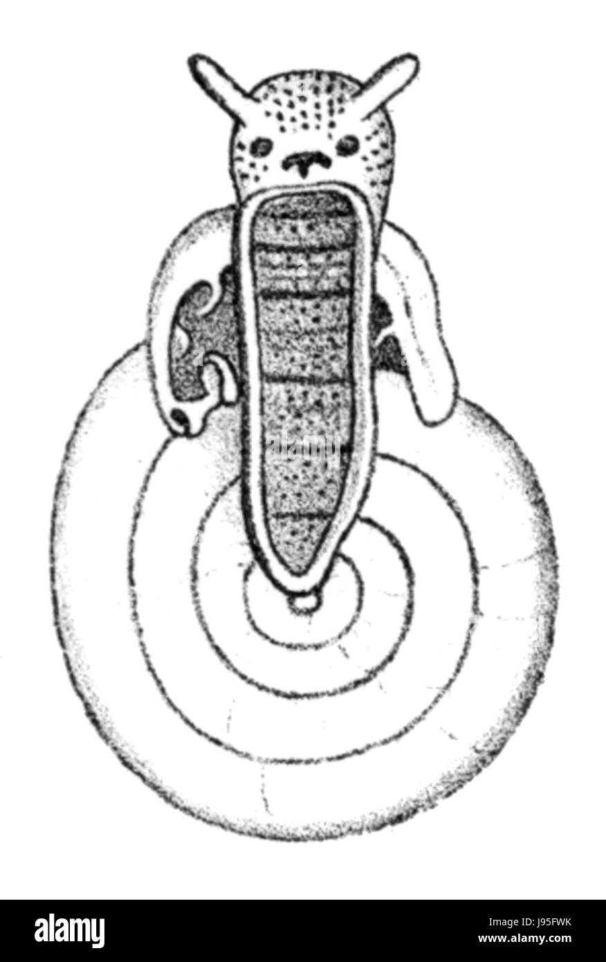 Ringicella ringens est une espèce d'escargot de mer, remarquable pour sa coquille et son habitat distinctifs dans les environnements marins. Il fait partie de la famille des Trochidae et se trouve dans diverses régions côtières. Banque D'Images