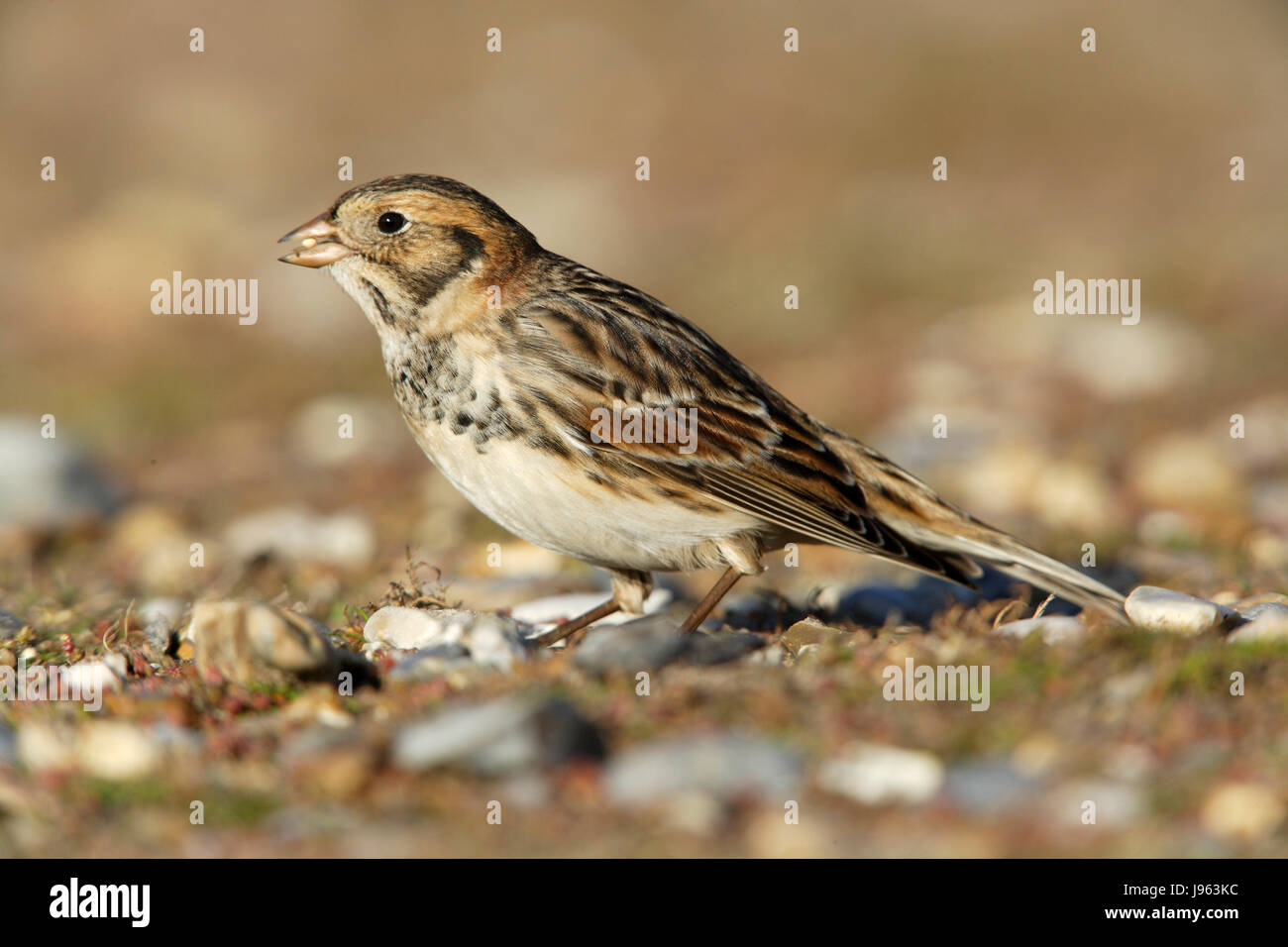 Lapland Bunting Bruant lapon, ou Calcarius lapponicus, adulte en plumage d'hiver, les deux sexes sont très semblables en hiver, Banque D'Images