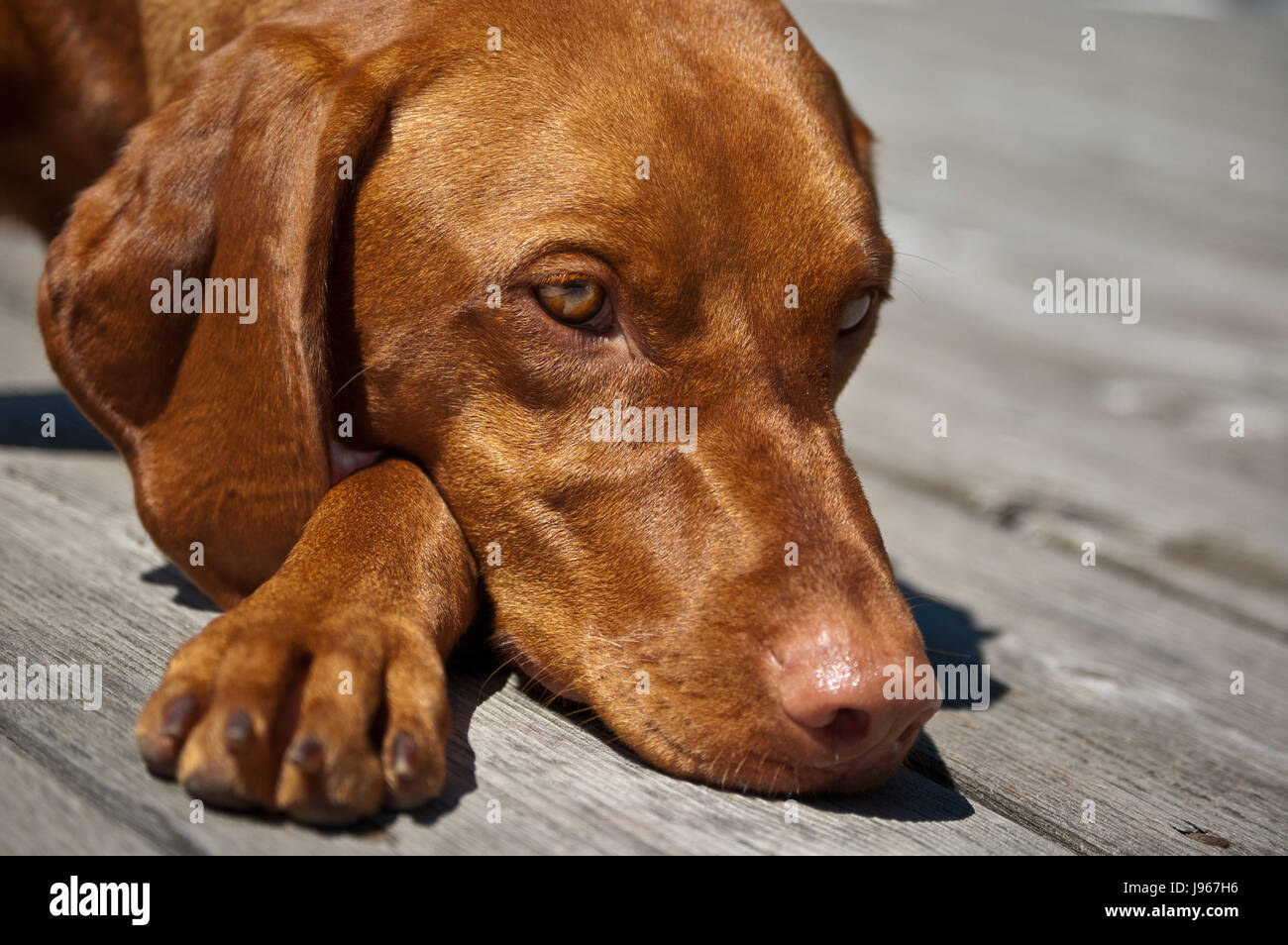 Animal, animal, pointeur, chien, race, canine, gros plan, animal, animal, brown, Banque D'Images