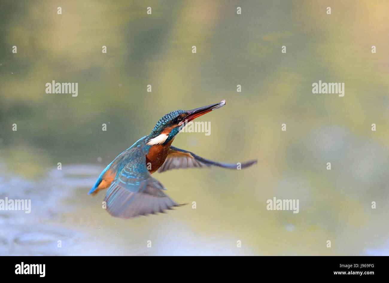 River Kingfisher (Alcedo atthis), de s'envoler l'watersurface avec un pris moucheté, Italie Banque D'Images