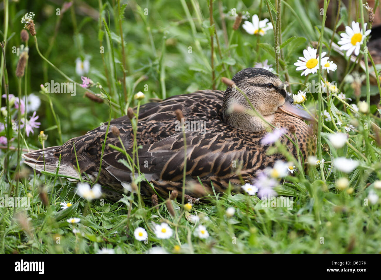 Canard colvert femelle en été assis dans l'herbe verte Banque D'Images