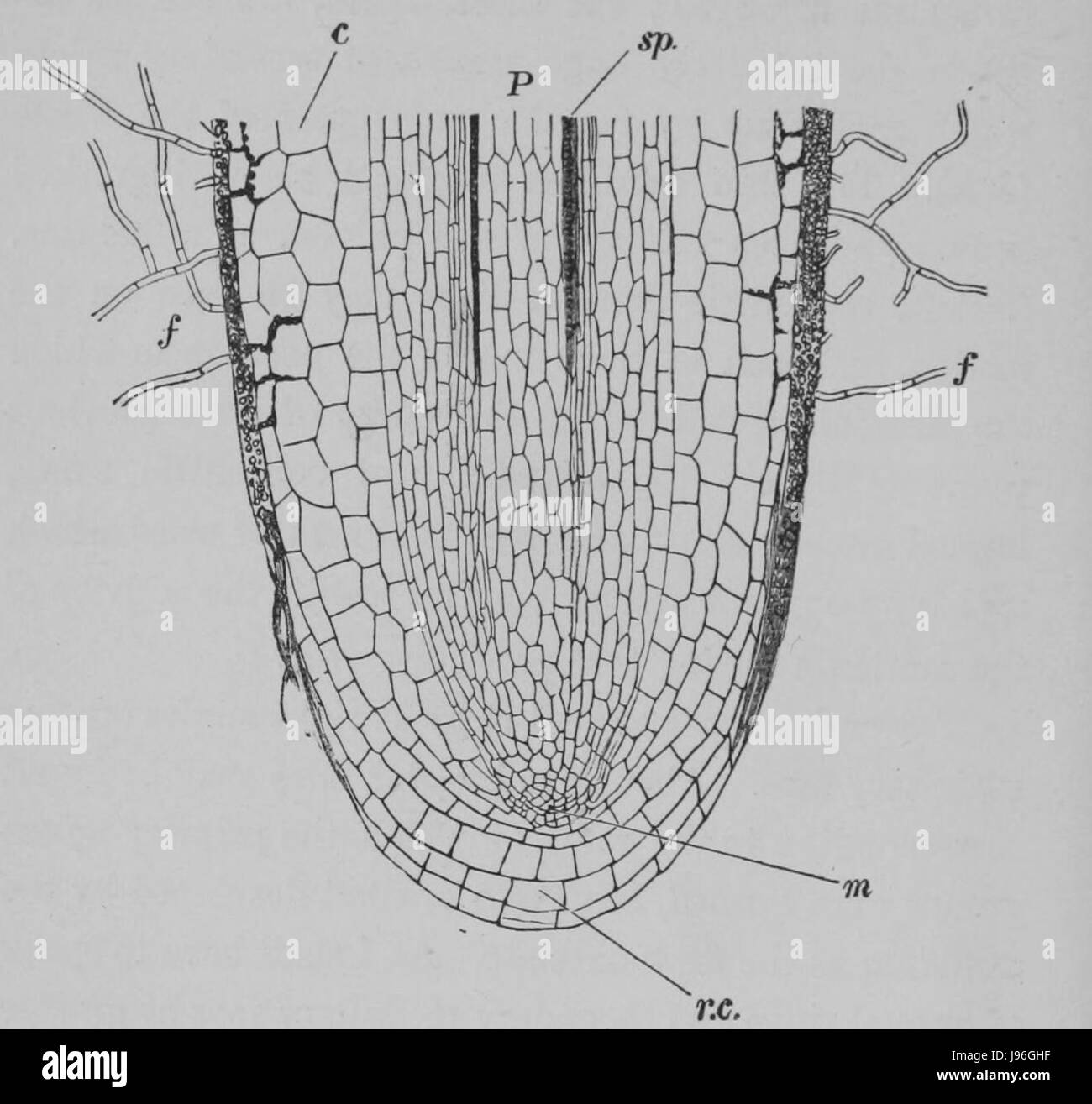 Illustration ou représentation d'un chêne, peut-être intitulé « The Oak » par Marshall Ward, montrant l'arbre en détail, peut-être à des fins botaniques ou artistiques. Banque D'Images