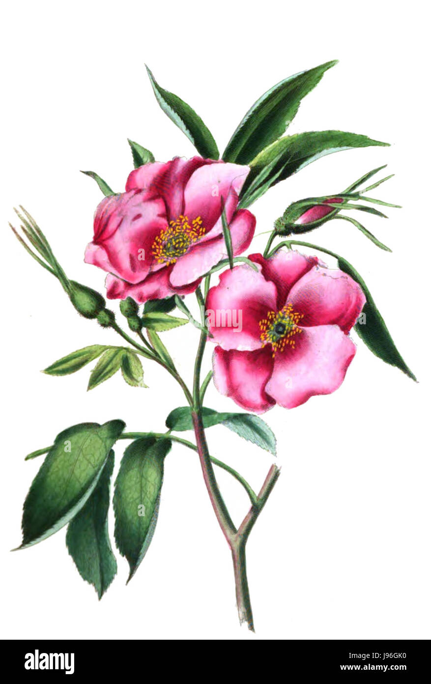 « The Romance of nature » est une œuvre représentant le monde naturel, peut-être à travers une lentille littéraire ou artistique. Le titre suggère une exploration de la beauté de la nature, souvent romancée dans l'art et la littérature. Banque D'Images