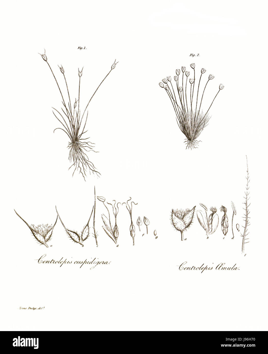 Les transactions de la Société linnéenne de Londres, Volume 10 tab. Renouvelé 12 Banque D'Images