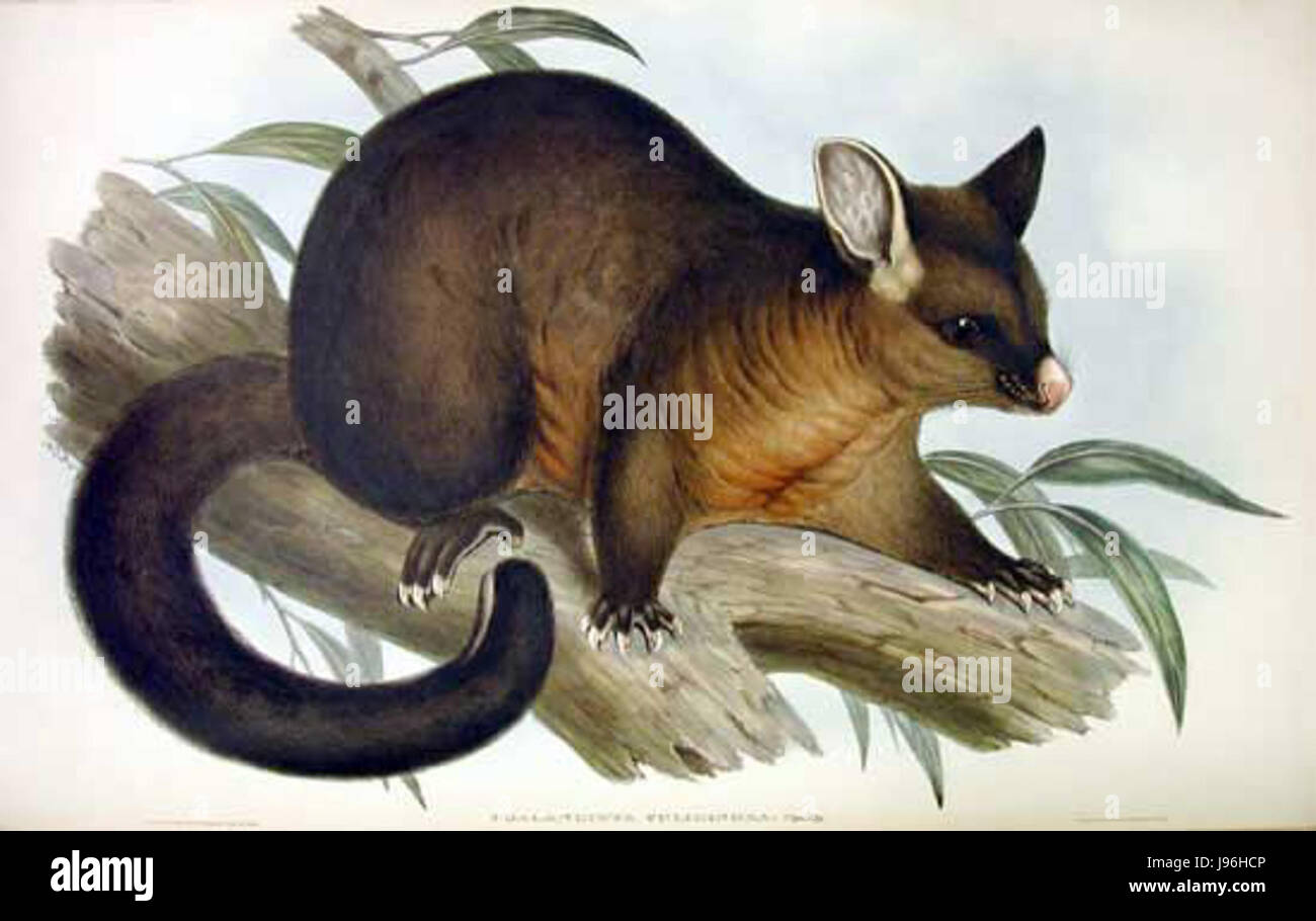 Trichosurus vulpecula, communément appelé possum commun à queue de brosse, est un marsupial originaire d'Australie. Cette espèce se caractérise par sa queue touffue et son comportement nocturne, souvent présent dans les zones forestières. Banque D'Images