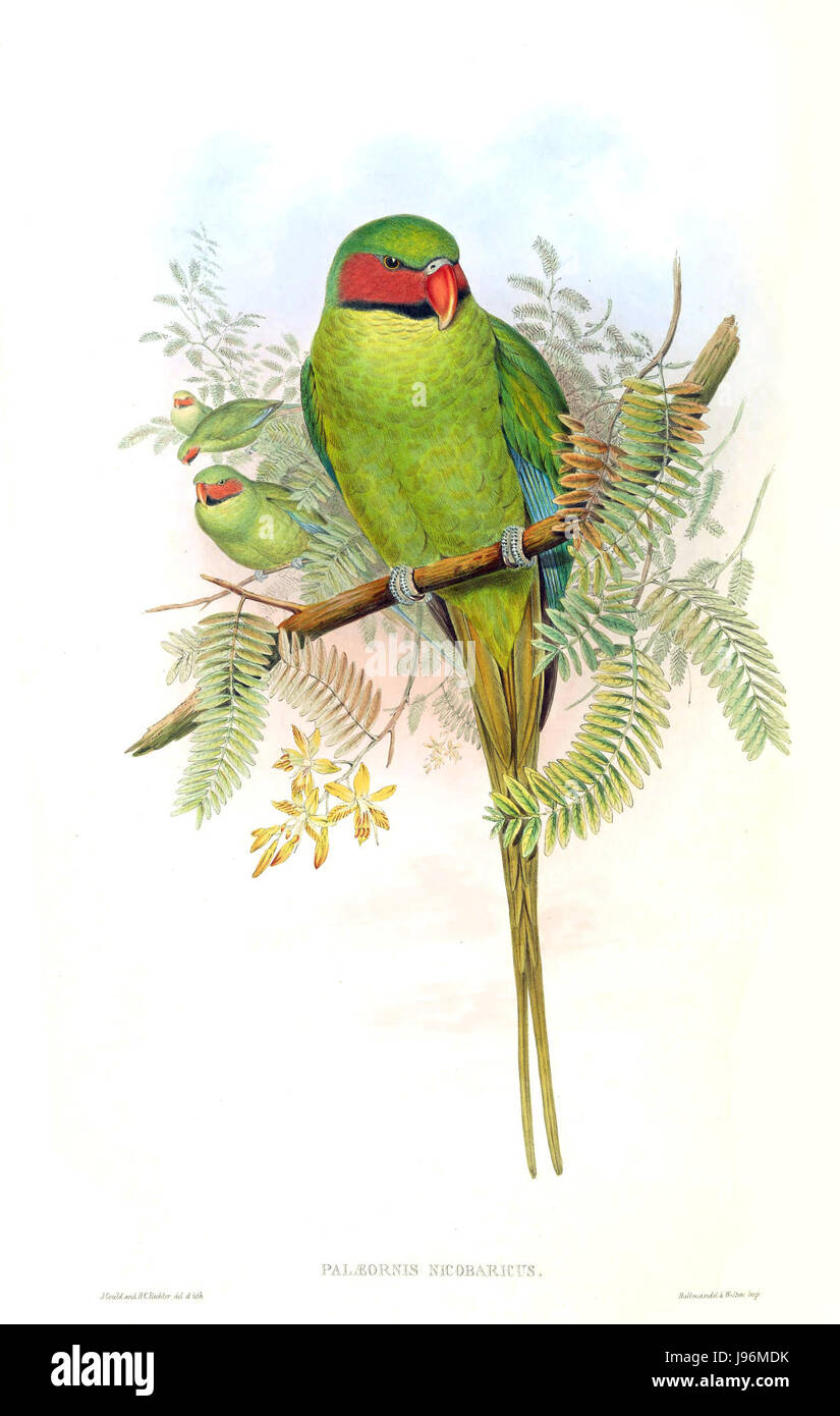 Palaeornis Nicobaricus Gould, également connu sous le nom de perruche Nicobar, est une espèce de perroquet originaire des îles Nicobar. Cet oiseau est connu pour ses couleurs vibrantes et son apparence distincte. Banque D'Images