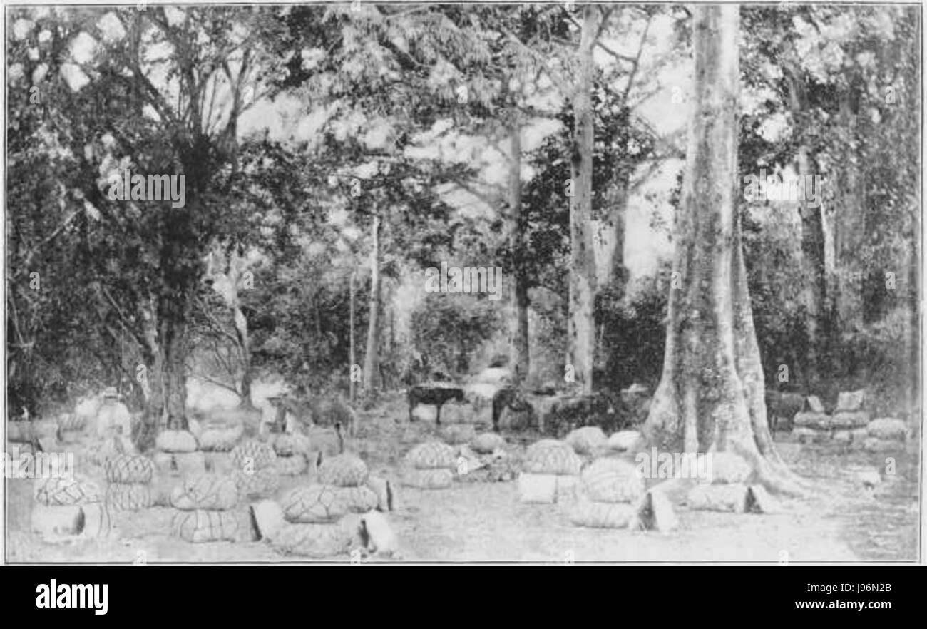 Près de Juntas de Apulo, mule reposant Banque D'Images Près de Juntas de Apulo, mule reposant Banque D'Images