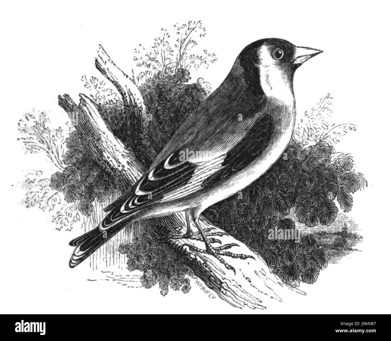 Cette illustration tirée de *histoire naturelle* présente le Goldfinch, un petit oiseau chanteur connu pour son plumage vibrant et son habitat en Amérique du Nord et en Europe. Il met en évidence les caractéristiques physiques et l'habitat naturel de l'oiseau. Banque D'Images