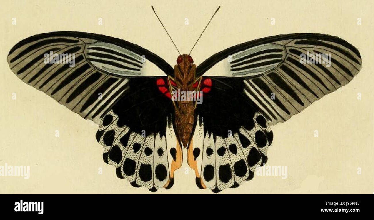 Papilio memnon, également connu sous le nom de grand mormon, est une espèce de papillon à queue d'aronde trouvée en Asie du Sud-est. L'illustration montre la coloration distincte du butterflyâ€™s, avec des ailes noires foncées et des motifs bleus éclatants. Cette espèce est connue pour sa grande taille et son aspect frappant. Banque D'Images