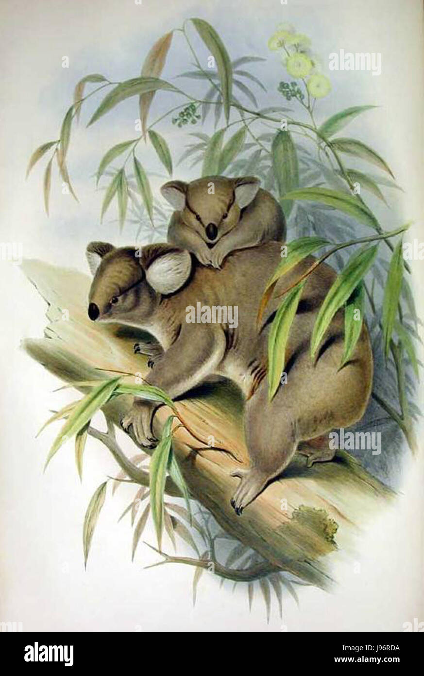 Phascolarctus cinereus, également connu sous le nom de Possum à queue de brousse commune, est un marsupial originaire d'Australie. Cette espèce est souvent présentée dans les œuvres de John Gould, naturaliste et illustrateur renommé. Banque D'Images