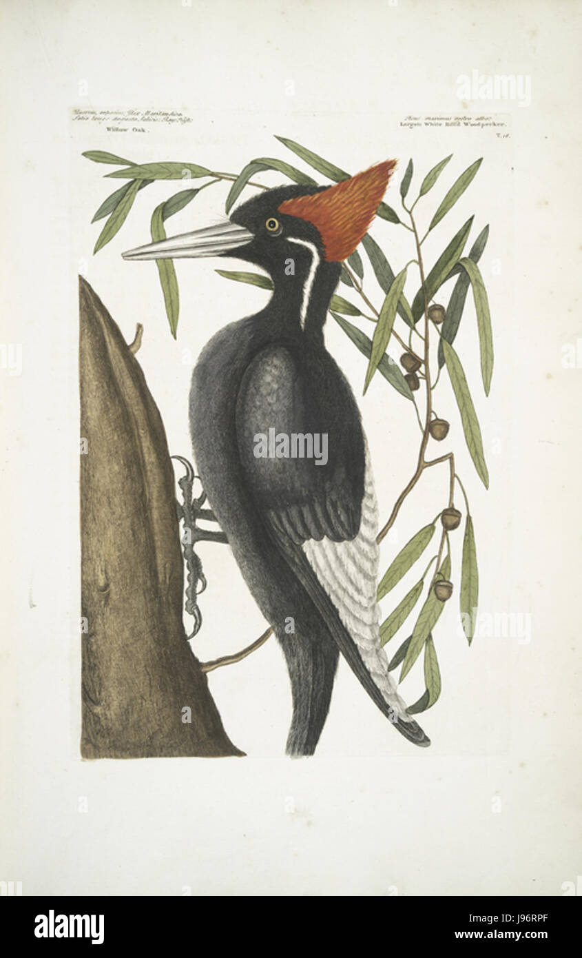 'Quercus Anpotius' désigne une espèce végétale décrite dans l'ouvrage de Mark Catesby de 1754, qui cataloguait les plantes et les animaux d'Amérique du Nord. Cette espèce, un type de chêne, fait partie de sa collection botanique. Banque D'Images